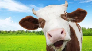 Bizarre Creatures and the Most Peculiar Habits in the Animal Kingdom - image 7