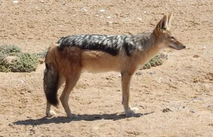 Bizarre Creatures and the Most Peculiar Habits in the Animal Kingdom - image 3