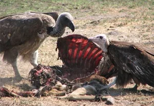 Bizarre Creatures and the Most Peculiar Habits in the Animal Kingdom - image 4