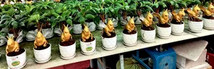 Horse-Shaped Coconut Bonsai Trends Ahead of Tet Binh Ngo 2026 - image 0