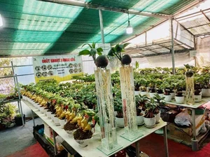 Horse-Shaped Coconut Bonsai Trends Ahead of Tet Binh Ngo 2026 - image 6