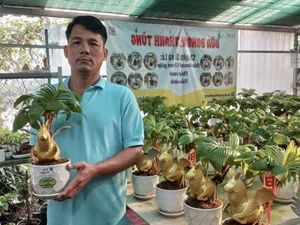 Horse-Shaped Coconut Bonsai Trends Ahead of Tet Binh Ngo 2026 - image 4