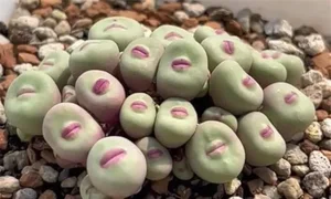 Discover Conophytum Pageae: The Quirky Succulent with Naturally Plump Lips - image 6
