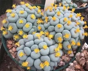 Discover Conophytum Pageae: The Quirky Succulent with Naturally Plump Lips - image 5
