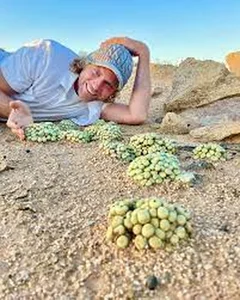 Discover Conophytum Pageae: The Quirky Succulent with Naturally Plump Lips - image 9