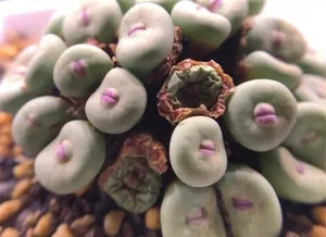 Discover Conophytum Pageae: The Quirky Succulent with Naturally Plump Lips - image 0