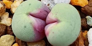 Discover Conophytum Pageae: The Quirky Succulent with Naturally Plump Lips - image 7