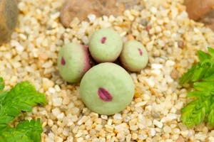 Discover Conophytum Pageae: The Quirky Succulent with Naturally Plump Lips - image 1