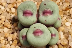 Discover Conophytum Pageae: The Quirky Succulent with Naturally Plump Lips - image 3