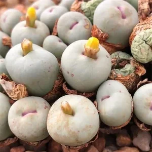 Discover Conophytum Pageae: The Quirky Succulent with Naturally Plump Lips - image 4
