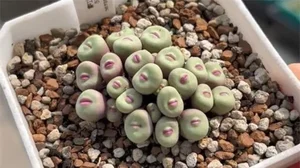 Discover Conophytum Pageae: The Quirky Succulent with Naturally Plump Lips - image 2