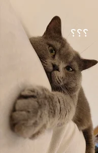 Funny Question Mark Memes: Hilarious Confused Meme Collection - image 4