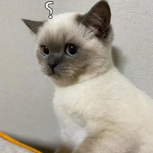 Funny Question Mark Memes: Hilarious Confused Meme Collection - image 38