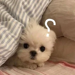 Funny Question Mark Memes: Hilarious Confused Meme Collection - image 30