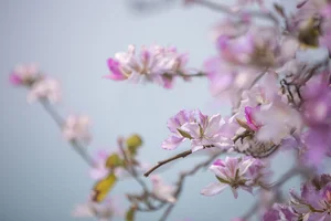 Ethereal Beauty Under Blossoms - YiTuYu Vol.8918 Jiu Shi Jiao Mei Nan A - image 21
