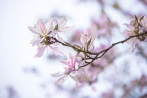 Ethereal Beauty Under Blossoms - YiTuYu Vol.8918 Jiu Shi Jiao Mei Nan A - image 17