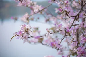 Ethereal Beauty Under Blossoms - YiTuYu Vol.8918 Jiu Shi Jiao Mei Nan A - image 24
