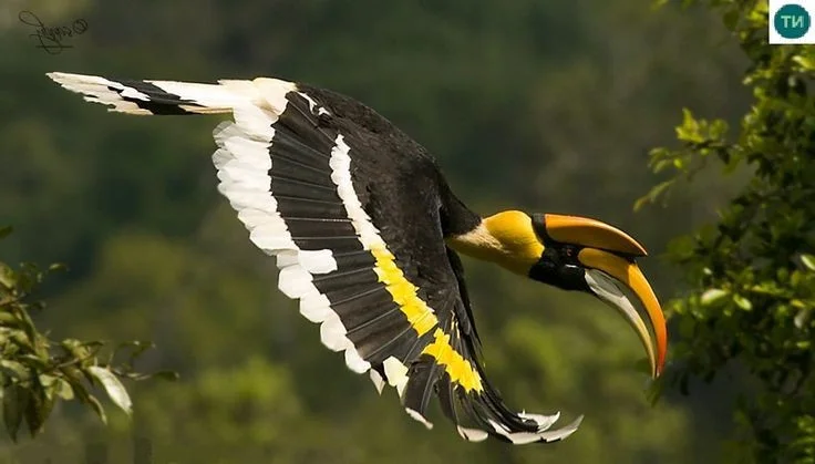Unveiling the Mysterious Bird Taking Over Vietnam's Forests