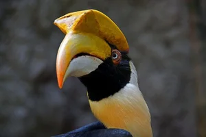 Unveiling the Mysterious Bird Taking Over Vietnam's Forests - image 2
