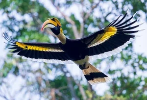Unveiling the Mysterious Bird Taking Over Vietnam's Forests - image 5