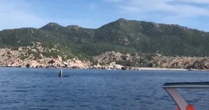Spectacular Whale Hunting Sighting in Nha Trang Bay Captivates Onlookers - image 4