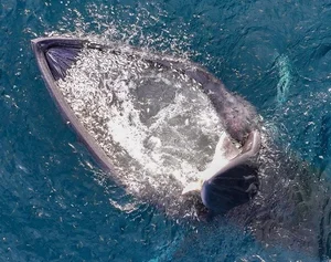 Spectacular Whale Hunting Sighting in Nha Trang Bay Captivates Onlookers - image 5