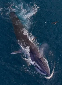 Spectacular Whale Hunting Sighting in Nha Trang Bay Captivates Onlookers - image 3