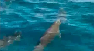 Spectacular Whale Hunting Sighting in Nha Trang Bay Captivates Onlookers - image 0