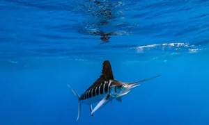 Shocking Deep Ocean Mysteries and Secrets Hidden Beneath the Sea Floor - image 7