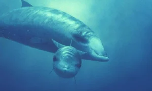 Shocking Deep Ocean Mysteries and Secrets Hidden Beneath the Sea Floor - image 9