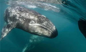 Shocking Deep Ocean Mysteries and Secrets Hidden Beneath the Sea Floor - image 4