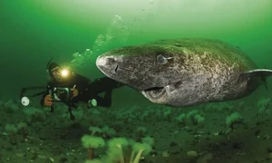 Shocking Deep Ocean Mysteries and Secrets Hidden Beneath the Sea Floor - image 8