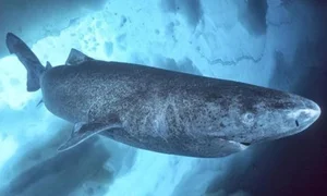 Shocking Deep Ocean Mysteries and Secrets Hidden Beneath the Sea Floor - image 6