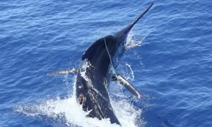 Shocking Deep Ocean Mysteries and Secrets Hidden Beneath the Sea Floor - image 5