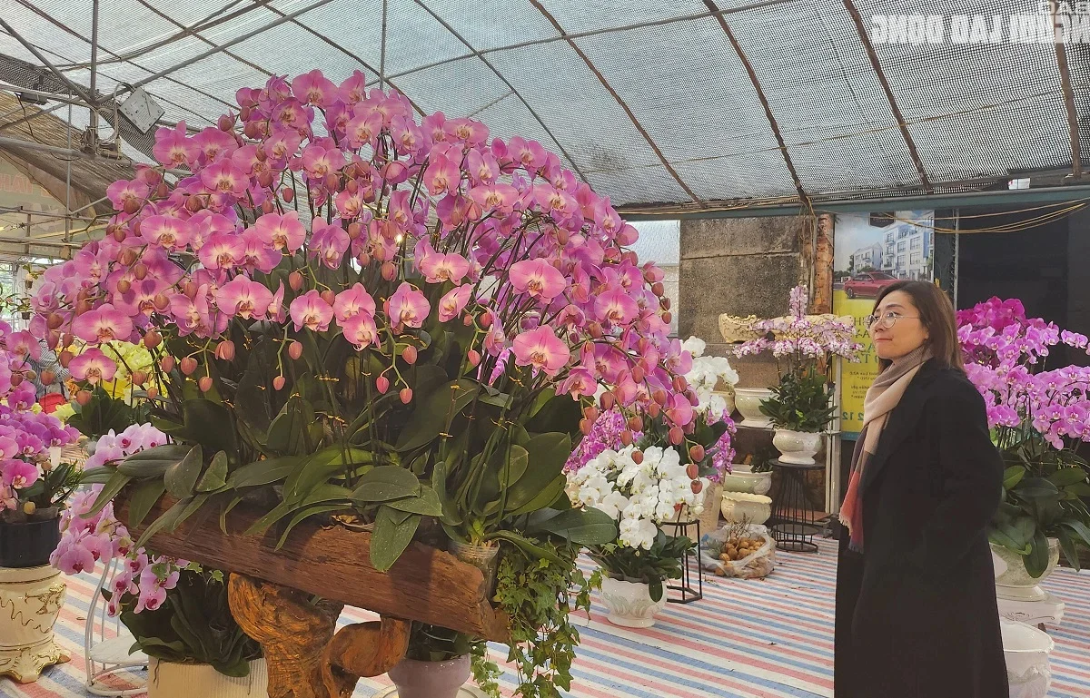 Skilled Florists Earn High Daily Wages Arranging Orchids for Tet