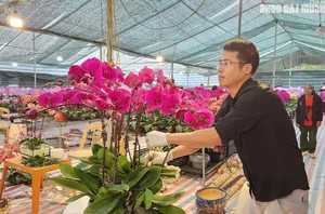 Skilled Florists Earn High Daily Wages Arranging Orchids for Tet - image 9