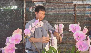 Skilled Florists Earn High Daily Wages Arranging Orchids for Tet - image 1