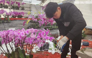 Skilled Florists Earn High Daily Wages Arranging Orchids for Tet - image 7