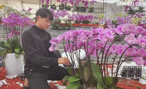 Skilled Florists Earn High Daily Wages Arranging Orchids for Tet - image 6
