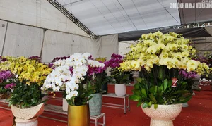 Skilled Florists Earn High Daily Wages Arranging Orchids for Tet - image 5