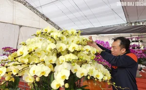 Skilled Florists Earn High Daily Wages Arranging Orchids for Tet - image 3