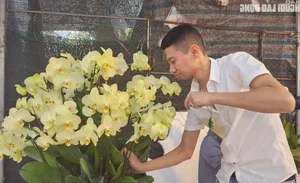 Skilled Florists Earn High Daily Wages Arranging Orchids for Tet - image 8