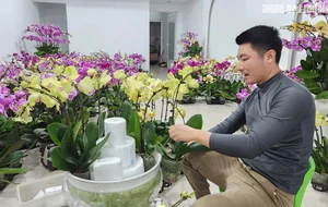 Skilled Florists Earn High Daily Wages Arranging Orchids for Tet - image 2