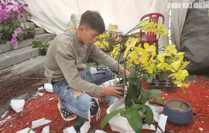 Skilled Florists Earn High Daily Wages Arranging Orchids for Tet - image 4