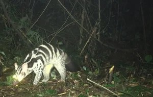 Camera Traps Discover Rare and Endangered Wildlife in Vu Quang National Park - image 2