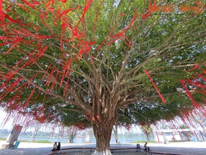 Stunning 70-Year-Old Banyan Tree in Hue Becomes a Holiday Landmark - image 2