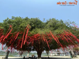 Stunning 70-Year-Old Banyan Tree in Hue Becomes a Holiday Landmark - image 4