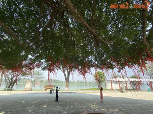 Stunning 70-Year-Old Banyan Tree in Hue Becomes a Holiday Landmark - image 0