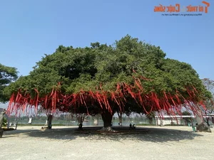 Stunning 70-Year-Old Banyan Tree in Hue Becomes a Holiday Landmark - image 6
