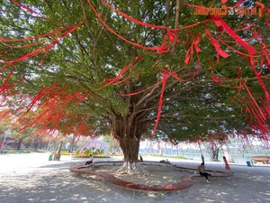 Stunning 70-Year-Old Banyan Tree in Hue Becomes a Holiday Landmark - image 5